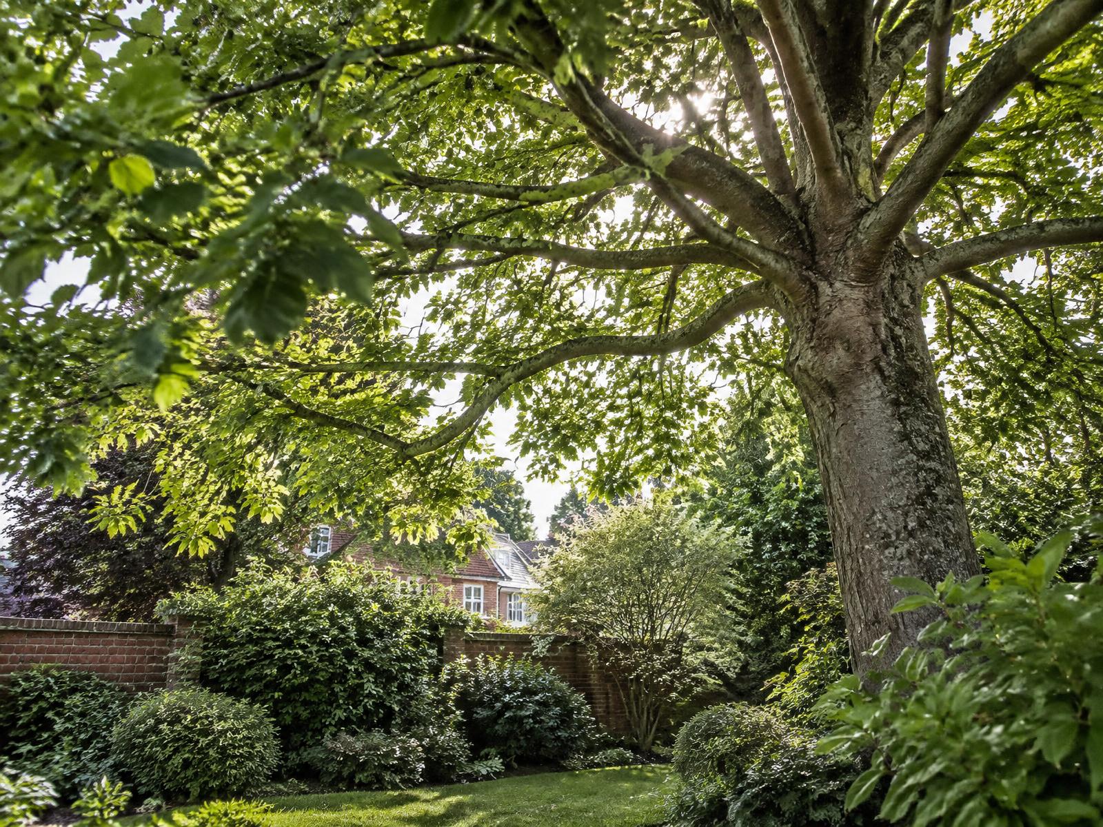 Mature deciduous tree in an established British garden